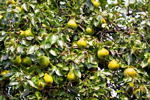 Pear Tree Cutting
