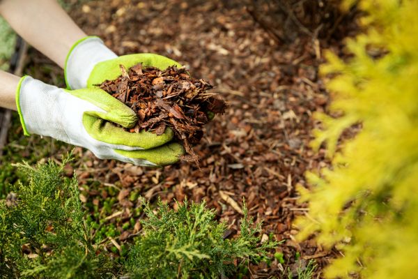 Bark Spreading