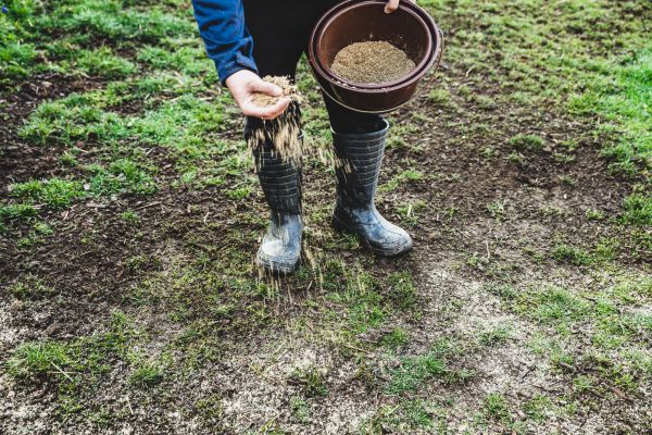 Bermuda Grass Seeding