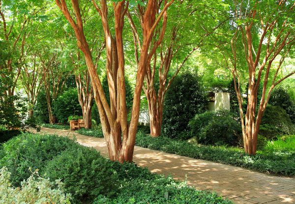 Crepe Myrtle Branch Trimming - Crepe Myrtle Branch Trimming West Chester, Ohio