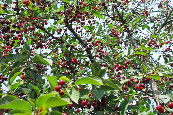 Apple Tree Pruning