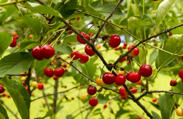 Apple Tree Pruning