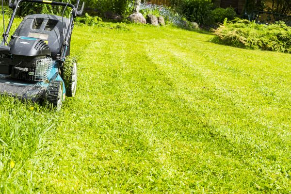 Bush Hogging Service