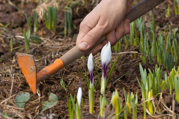 Flower Garden Weeding, Flower Garden Weeding, Colorado