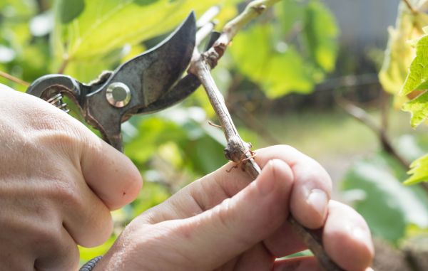 Garden Pruning