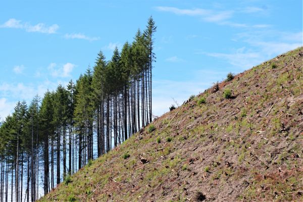 Commercial Land Clearing