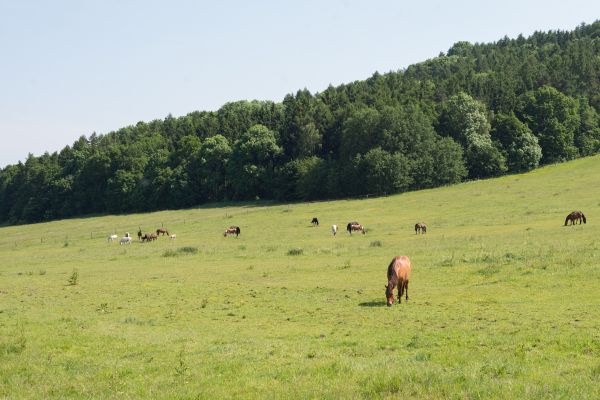 Equine Field Trimming