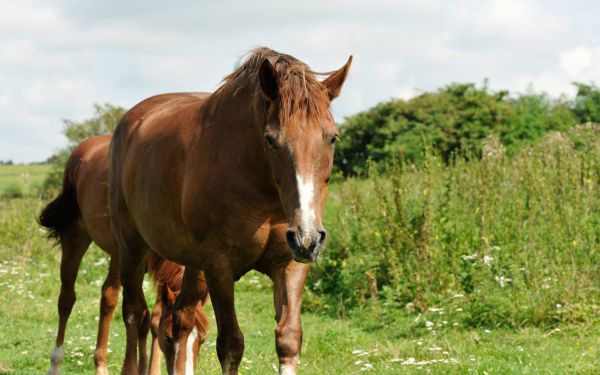 Equine Pasture Mowing - Equine Pasture Mowing Burke, Virginia