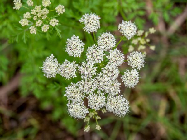 Herbicide Application