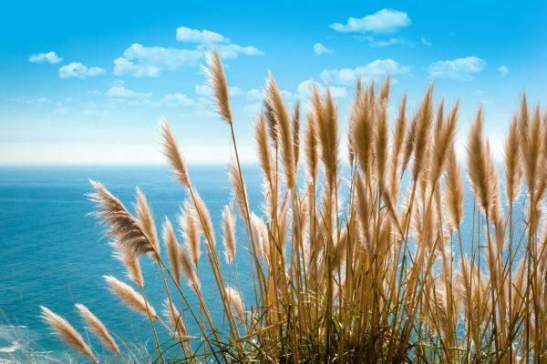 Pampas Grass Elimination - Pampas Grass Elimination Dover, Delaware