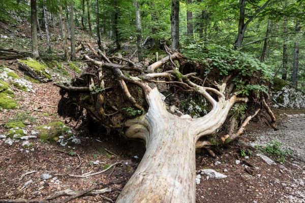 Forest Removal - Forest Removal Rapid City, South Dakota