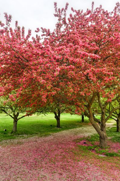 Blossom Tree Planting