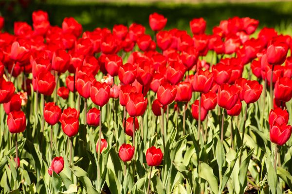 Bulb Gardening