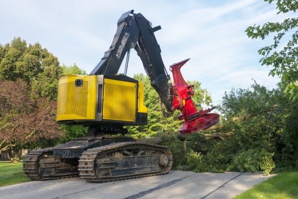 Birch Tree Removal