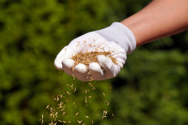 Fall Lawn Seeding