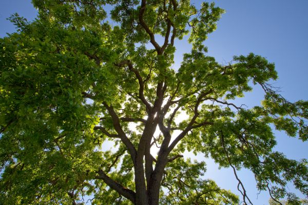 Crown Thinning