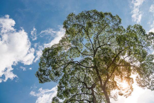 Ash Tree Pruning