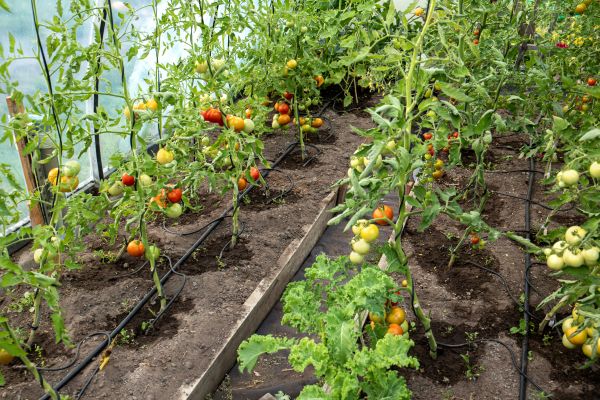 Greenhouse Watering Service