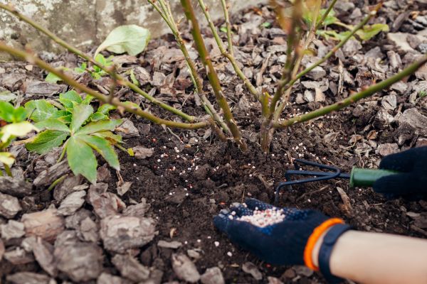 Shrub Care