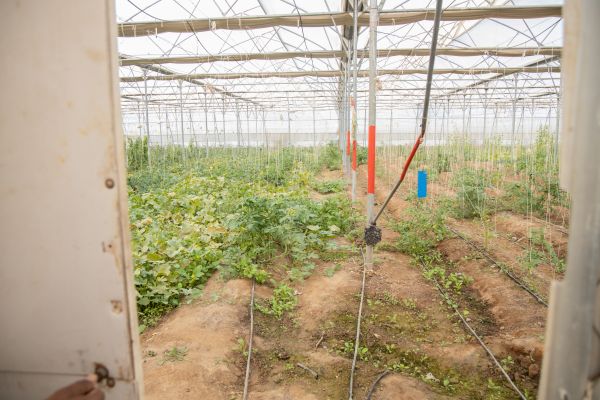 Greenhouse Crop Irrigation - Greenhouse Crop Irrigation Santa Cruz, California