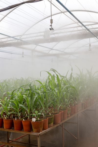 Greenhouse Hydration Service - Greenhouse Hydration Service Santa Cruz, California