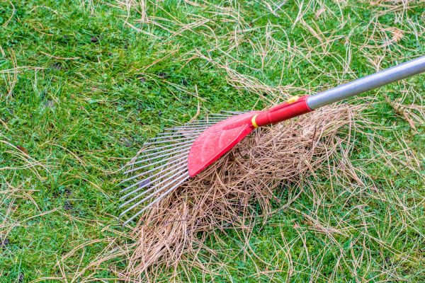 Pine Needle Clean Up