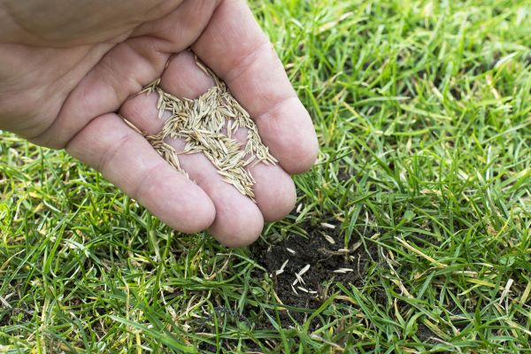 Commercial Grass Establishment