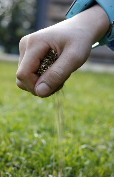 Grass Seeding Service