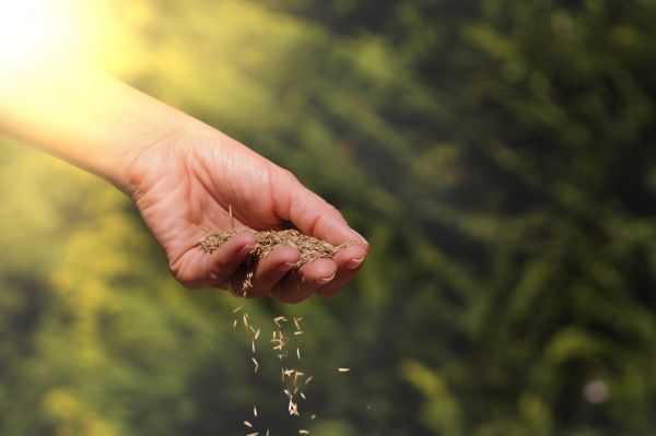 Bermuda Grass Seeding