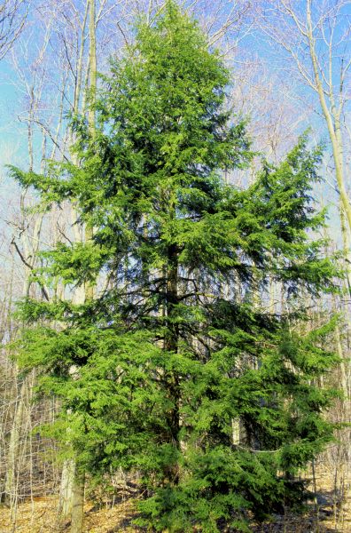 Emergency Tree Removal