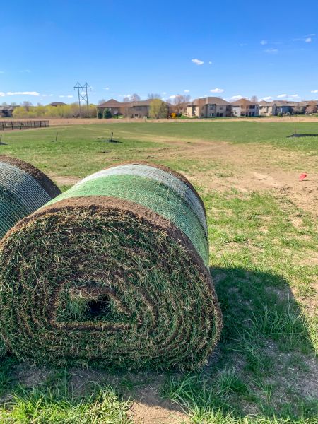 Backyard Sod Replacement
