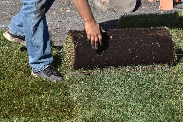 Backyard Lawn Replacement - Backyard Lawn Replacement Gainesville, Georgia