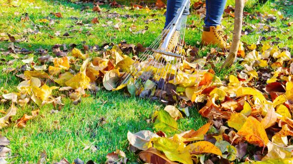 Garden Leaf Clearing