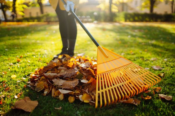 Autumn Leaf Removal