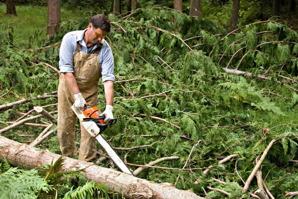 Cedar Tree Cutting