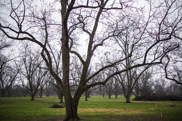 Apple Tree Removal