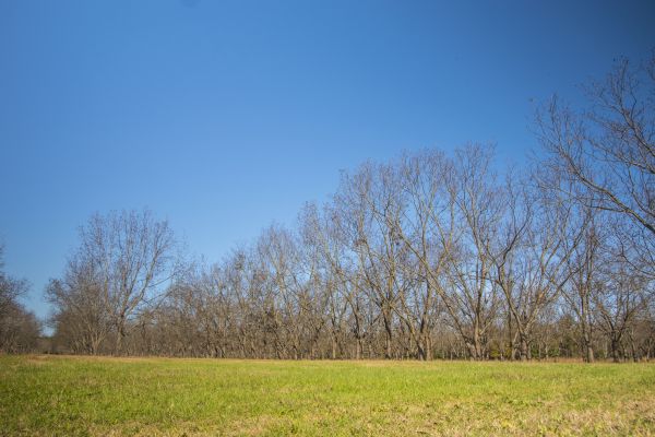 Pecan Tree Felling - Pecan Tree Felling Naples, Florida