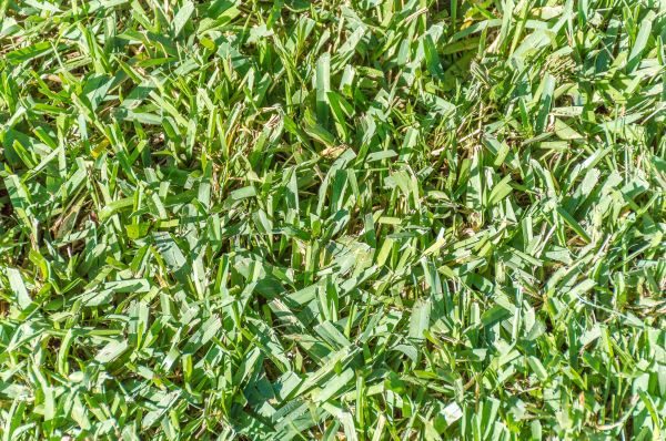Bahia Lawn Installation