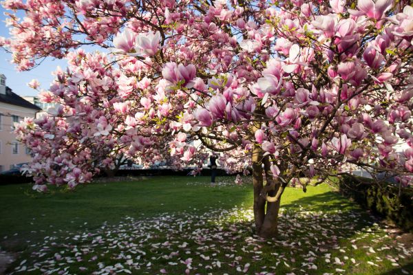 Magnolia Tree Felling