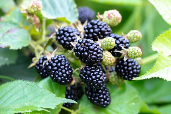 Blackberry Shrub Elimination - Blackberry Shrub Elimination Chesapeake, Virginia