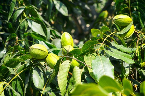 Pecan Pruning - Pecan Pruning Englewood, Florida