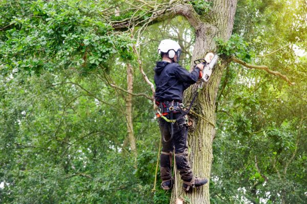 Arborist Pruning - Arborist Pruning Nashville, Tennessee