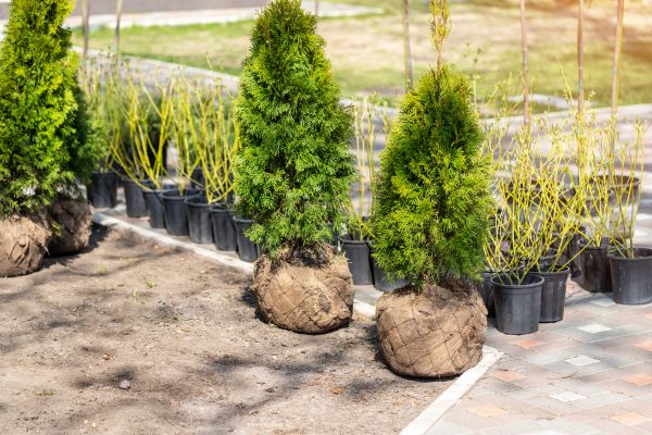 Bush Planting Service