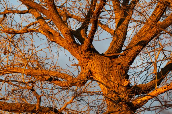 Cottonwood Tree Cutting