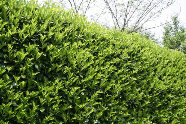 Shrub Fertilization