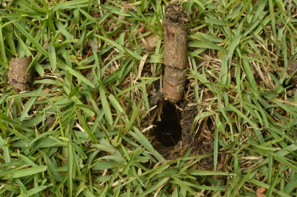 Aeration Service