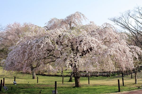 Apple Tree Trimming