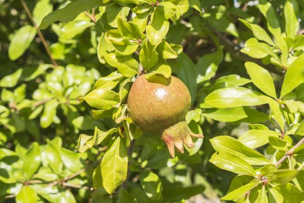 Apple Tree Pruning