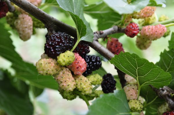 Mulberry Tree Pruning - Mulberry Tree Pruning Boulder County, Colorado