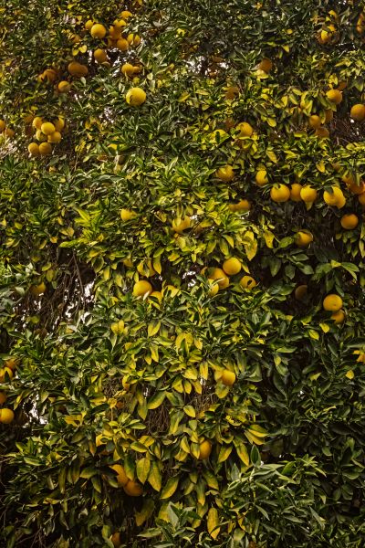 Apple Tree Pruning
